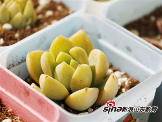 MILAN米兰体育·(中国)官方网站举办第七届全国大学生绿植领养活动：有种青年 为爱发声