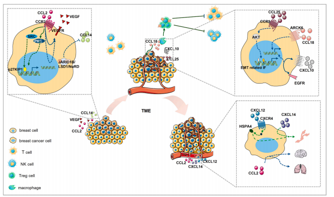 1739433646524445.png 新闻稿图片.png
